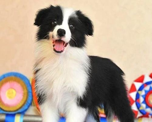 选择边境牧羊犬作为宠物的优势（了解边境牧羊犬的品种特点和适用场合）