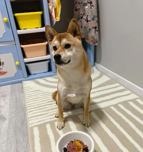 狗狗挑食怎么办（解决宠物挑食难题）
