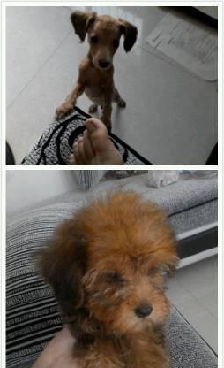 狗狗剃毛后的反应（探寻剃毛对宠物的影响）
