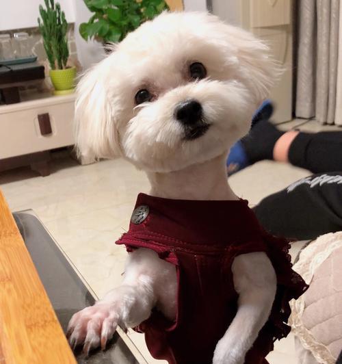 狗狗剃毛后的反应（探寻剃毛对宠物的影响）