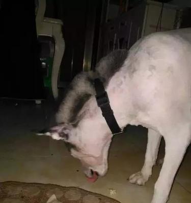 狗狗剃毛后的反应（探寻剃毛对宠物的影响）