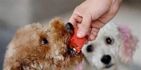 狗狗脱水能撑多久（揭开狗狗脱水的真相）