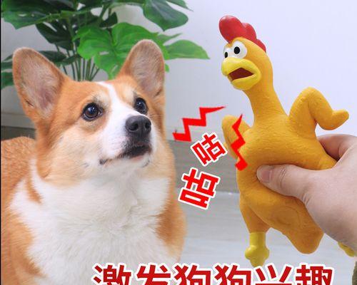 狗狗为什么爱咬鸡（从宠物心理学角度分析）