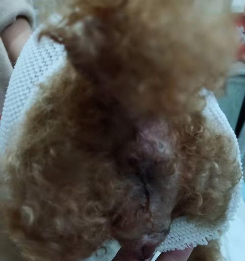 狗狗长肿瘤的原因及预防方法（探究狗狗长肿瘤的成因）