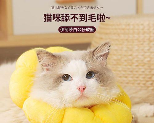 为什么狗狗会舔小猫（探究狗狗舔小猫的原因与行为习惯）