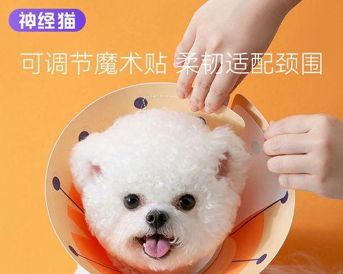 为什么狗狗会舔小猫（探究狗狗舔小猫的原因与行为习惯）