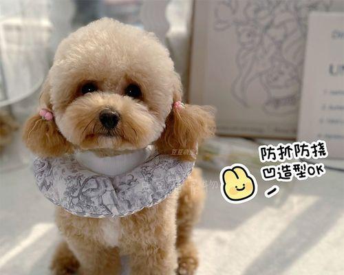 为什么狗狗会舔小猫（探究狗狗舔小猫的原因与行为习惯）