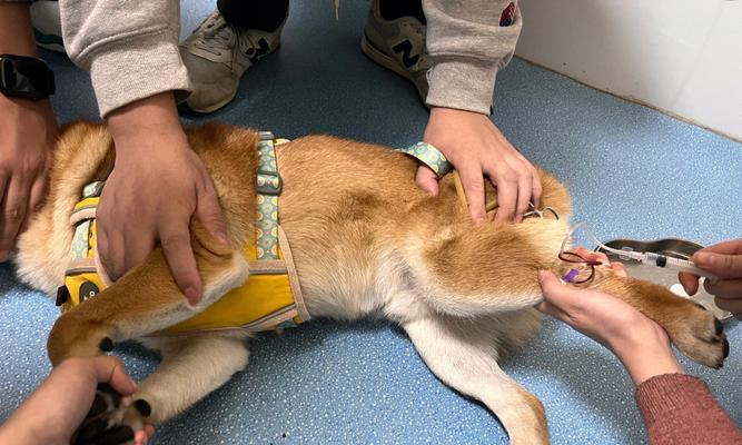 以狗狗喂鸡肝，助力宠物健康（喂鸡肝的好处）
