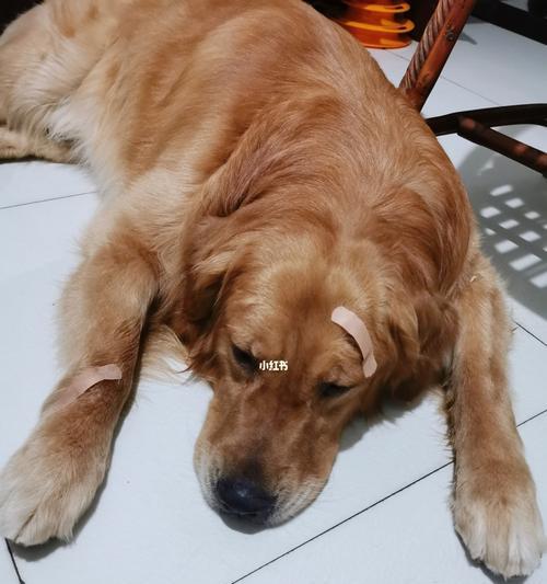 狗狗夏季不吃饭（宠物健康必备）