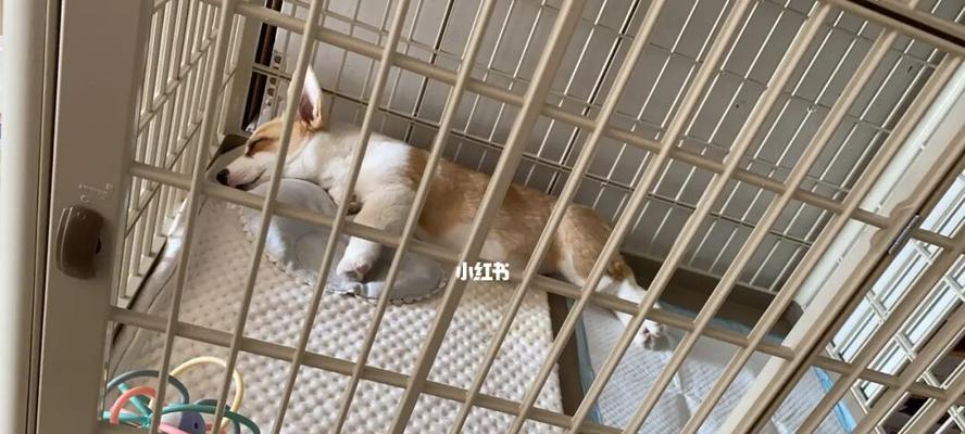 如何为宠物狗狗验血（详细解读宠物狗狗验血的方法与注意事项）