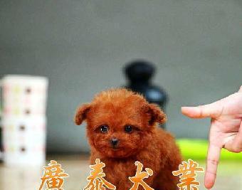 狗狗心思揭秘（用心了解你的宠物）