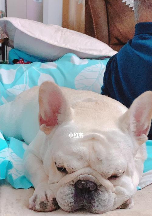 狗狗健康养成计划（以宠物为主）