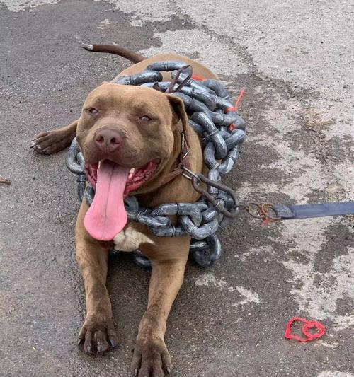 比特犬产仔时间详解（了解比特犬孕育周期）