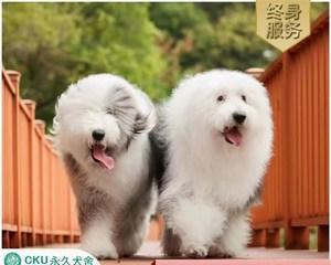 快速让狗狗长毛的方法（宠物爱好者必看的养犬技巧）