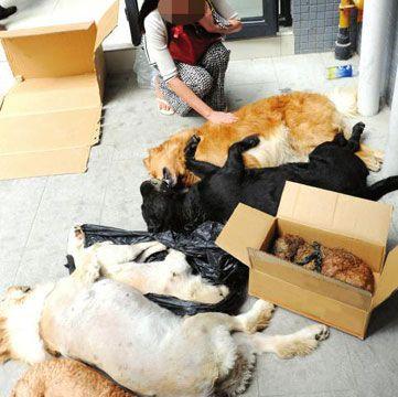 狗狗中毒后喝水吐，怎么办（全面了解宠物中毒的危害及应对方法）