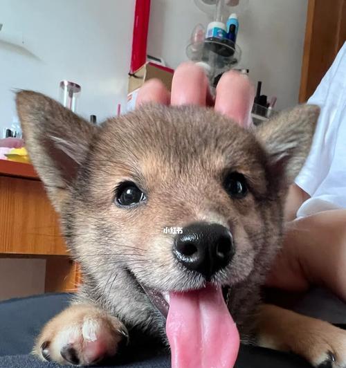 以狗晃脑袋是什么病（揭秘犬只晃头症状及治疗方法）
