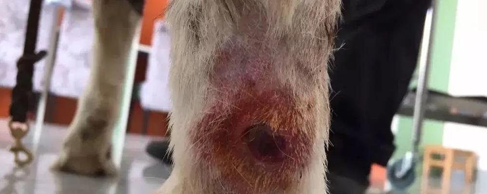 以狗晃脑袋是什么病（揭秘犬只晃头症状及治疗方法）