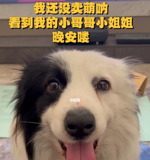 「狗狗不睡觉怎么办（「睡眠问题困扰宠物家长的心」）