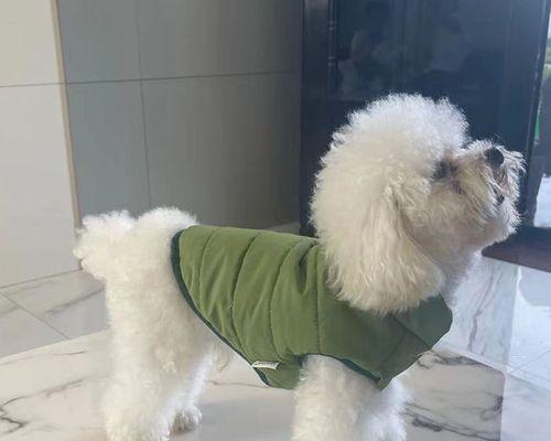 狗生小狗不出来，该怎么办（宠物狗产生难产情况）
