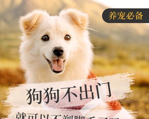 剃脚毛，让狗宠物更舒适（为何要剃狗的脚毛）