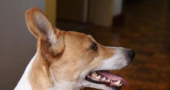 如何应对宠物狗患有狂犬病（安全措施与治疗方法）