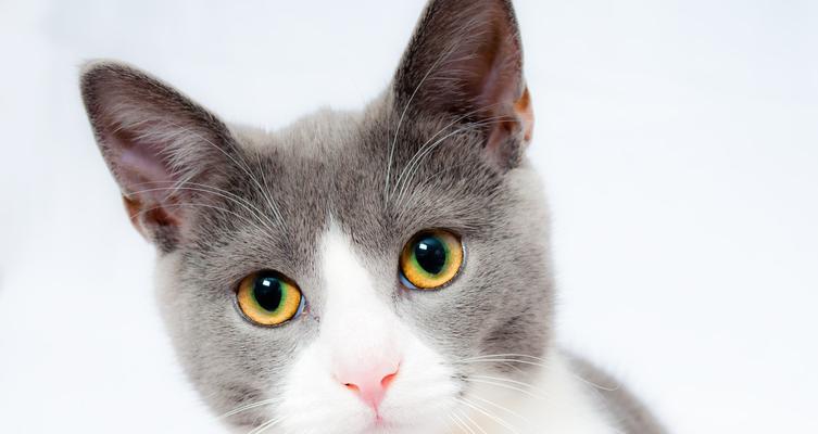 猫咪的游戏世界（探秘猫咪最爱玩的游戏）