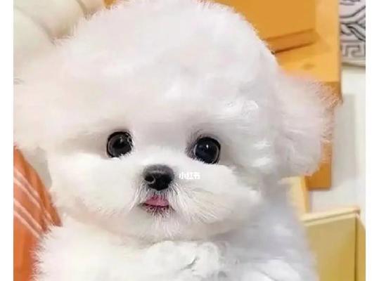 广州领养狗狗攻略（以宠物为主）