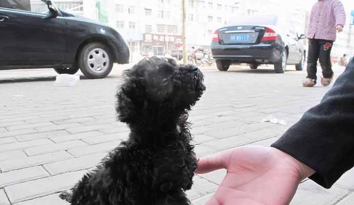 贵宾狗拉稀怎么办（宠物爱护指南）