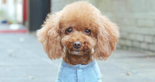 贵宾犬为什么不叫（探究贵宾犬名字的由来和文化背景）