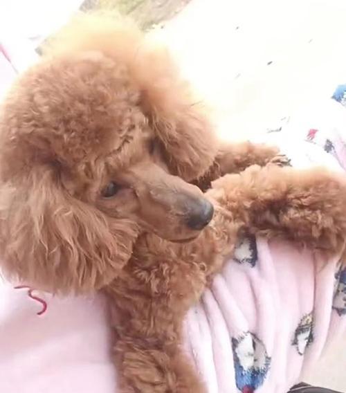 贵宾犬消毒方法大揭秘（为宠物健康）