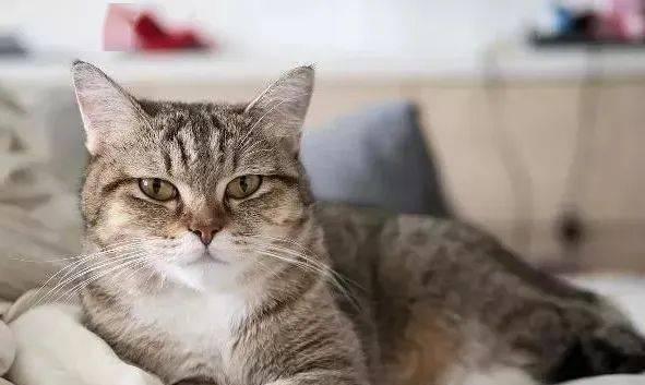 怀孕猫咪老拔猫砂的注意事项（让宠物猫咪更加健康）