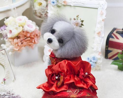 怀孕养狗，要注意的事项（宠物是家人）