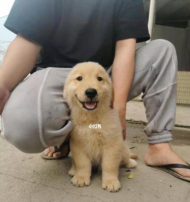 狗狗被领养后笑了，生命焕发新的光彩（从流浪狗到幸福宠物的故事）