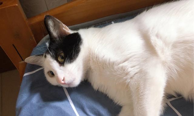 为什么加菲猫会咬人（探究加菲猫咬人的原因及如何避免）