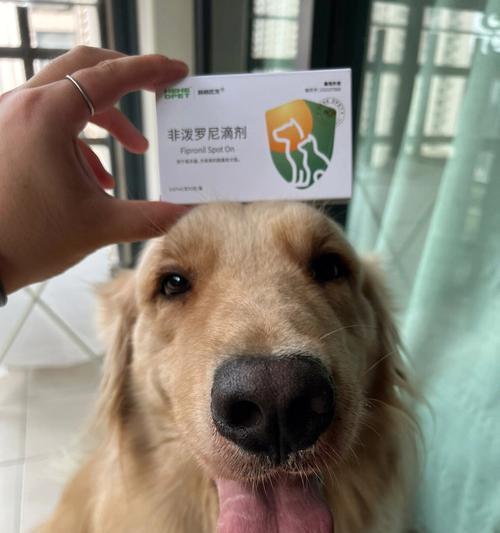 金毛狗狗的体外驱虫保健（保护宠物健康）