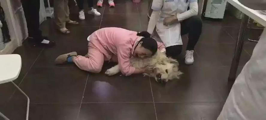 狗狗阴茎突出之谜（探寻宠物狗性行为的秘密）