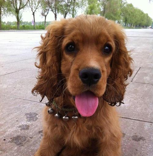 可卡犬的饮食（让你的可卡犬健康成长）