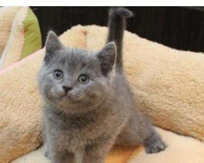 以蓝猫为主的训练指南（让你的宠物更聪明）