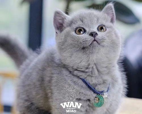 养护蓝猫，培养健康体魄（关注细节）