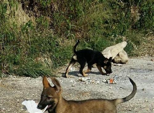 如何训练一只以狼青幼犬（宠物教育指南）
