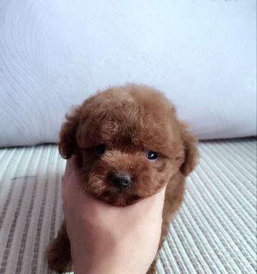 可爱至极（宠物犬品种新奇有趣）