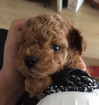 可爱至极（宠物犬品种新奇有趣）