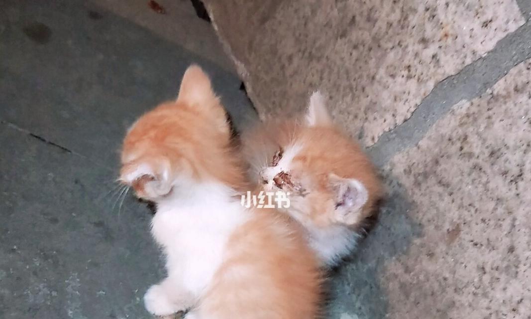 从流浪小猫到爱宠伴侣
