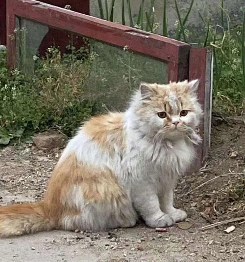 从流浪小猫到爱宠伴侣