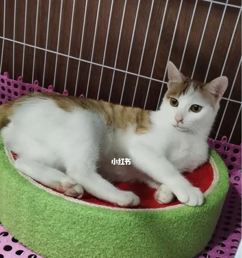 流浪小猫的洗澡技巧（宠物的健康需求）