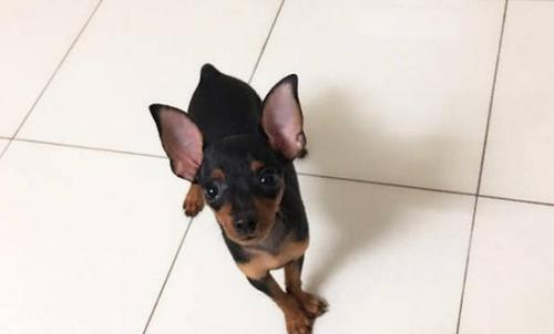 如何鉴别鹿犬的纯血统（以宠物为主）