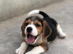 如何挑选一只优秀的比格犬（以宠物为主的完美选择）