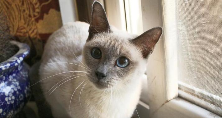 猫咪的价格究竟应该如何定（探讨猫咪价格的因素与特点）