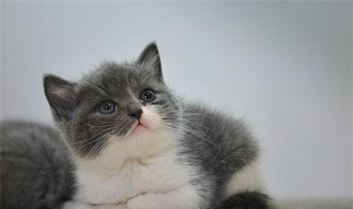 如何为刚满月的小猫提供营养均衡的饮食（以宠物为主）