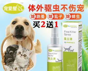 满月小猫是否容易患跳蚤（探究宠物跳蚤的发生原因及预防方法）